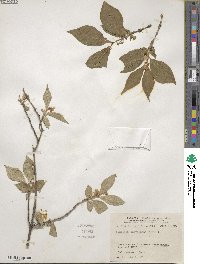 Lonicera chrysantha image