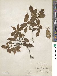 Lonicera chrysantha image