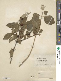 Lonicera chrysantha image