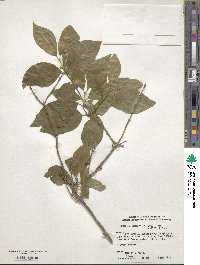 Lonicera chrysantha image