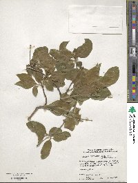 Lonicera chrysantha image