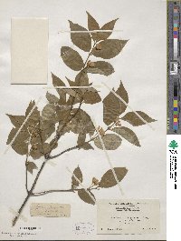 Lonicera chrysantha image