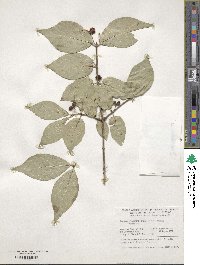 Lonicera chrysantha image