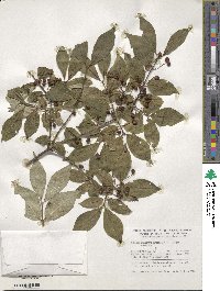 Lonicera chrysantha image