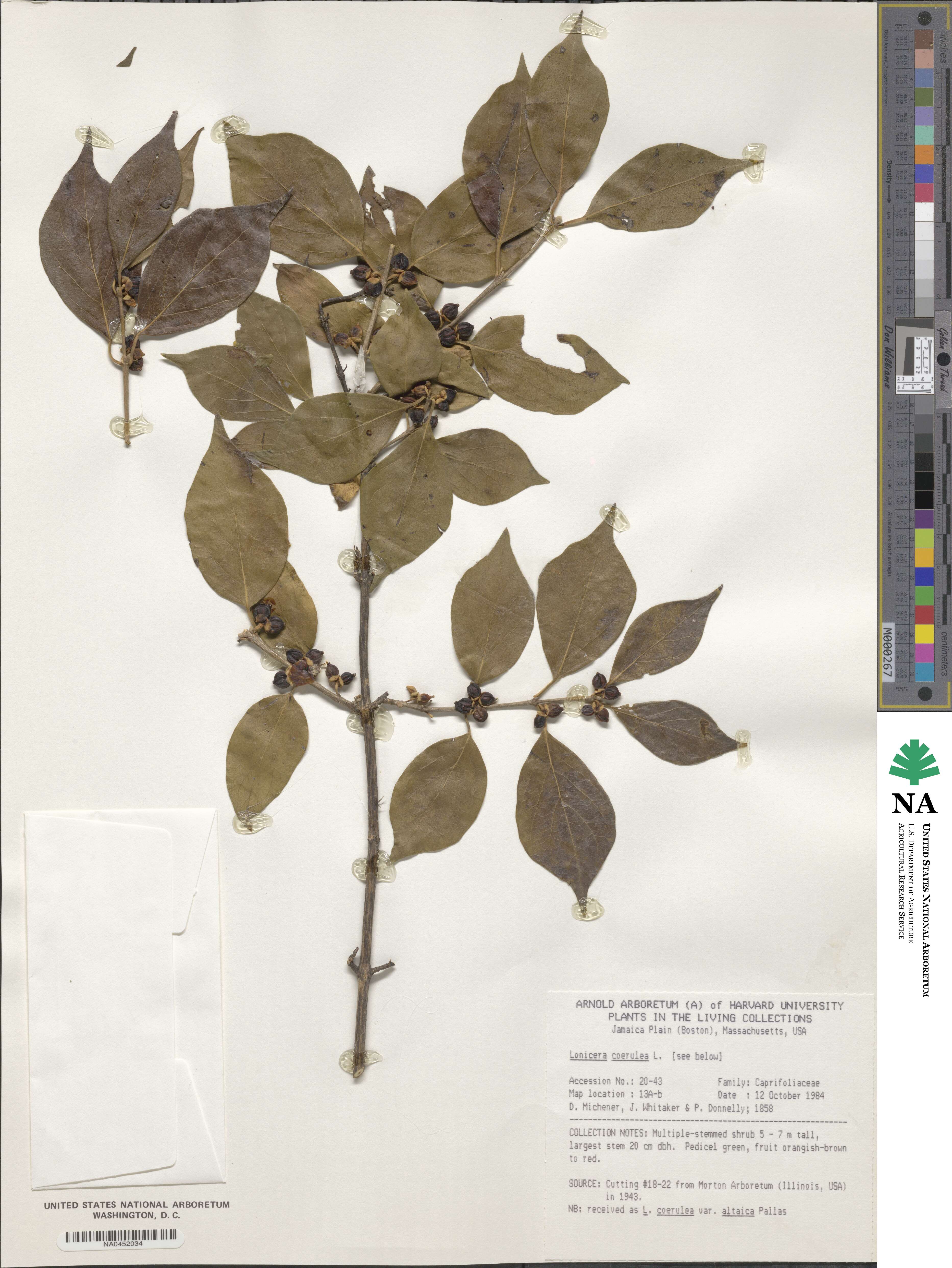 Lonicera coerulea image