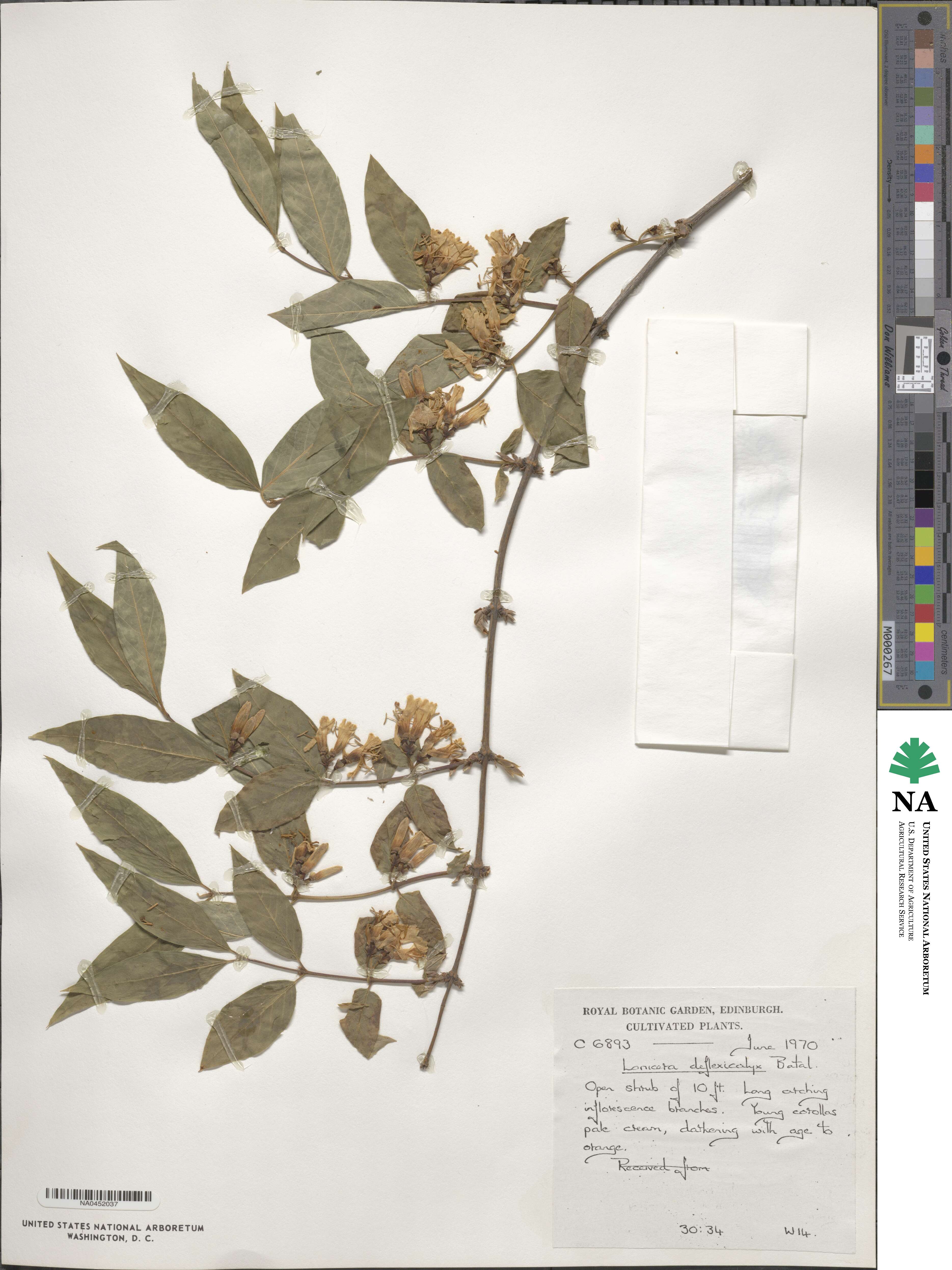 Lonicera trichosantha var. xerocalyx image