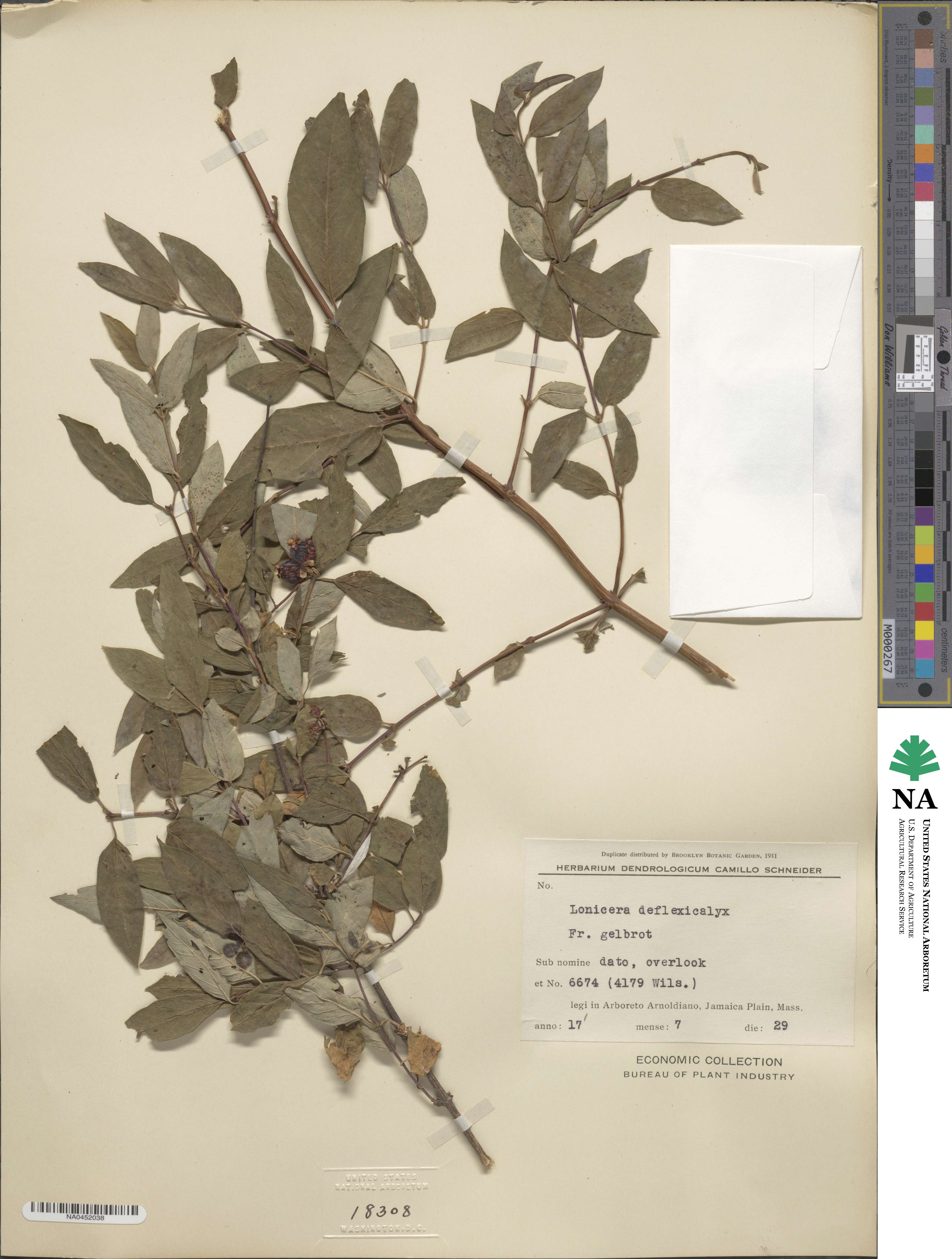 Lonicera trichosantha var. xerocalyx image