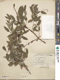 Lonicera trichosantha image