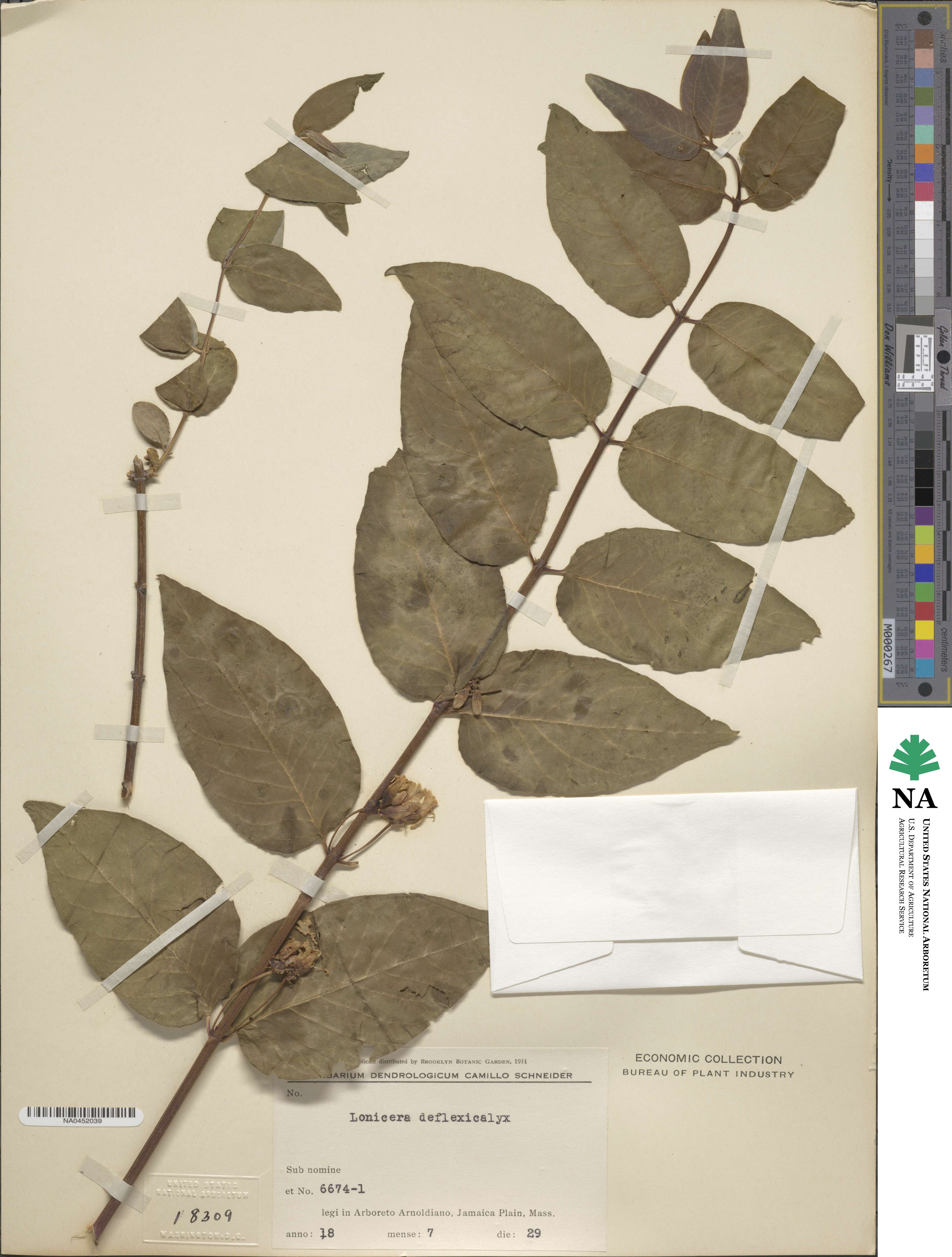 Lonicera trichosantha var. xerocalyx image