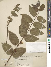 Lonicera trichosantha var. xerocalyx image