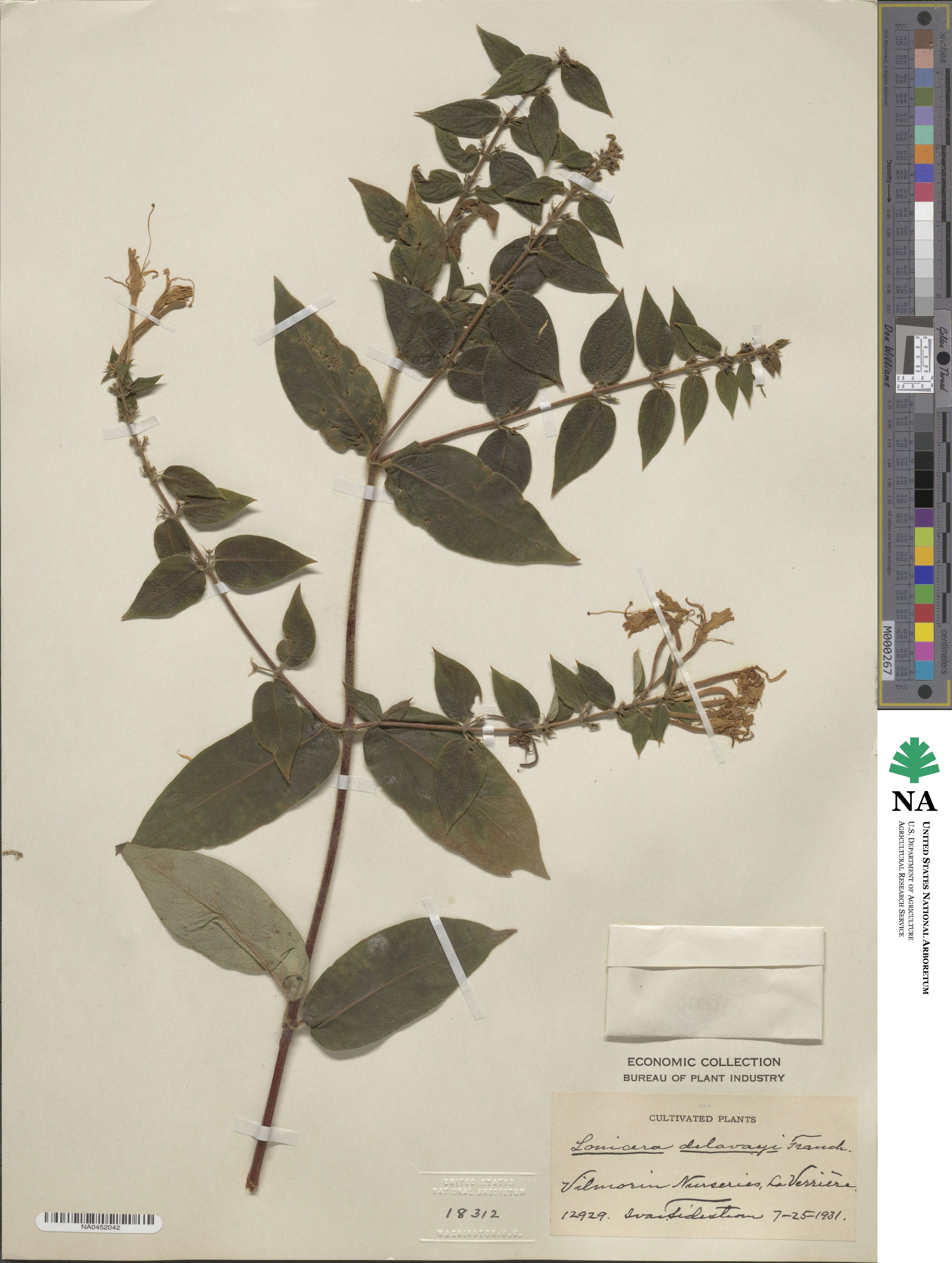 Lonicera similis image