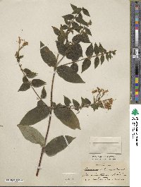 Lonicera similis image