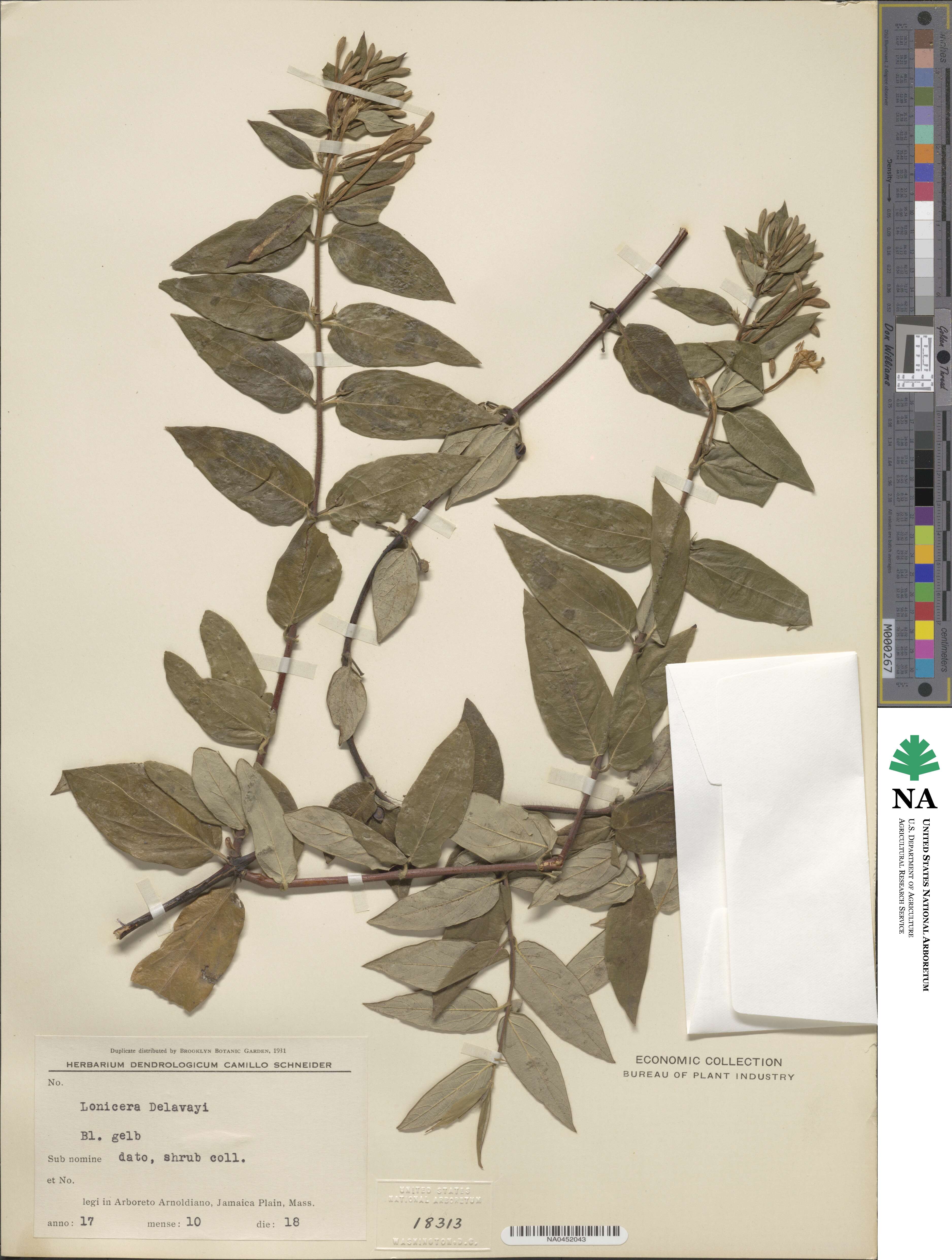 Lonicera similis image