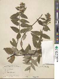 Lonicera similis image