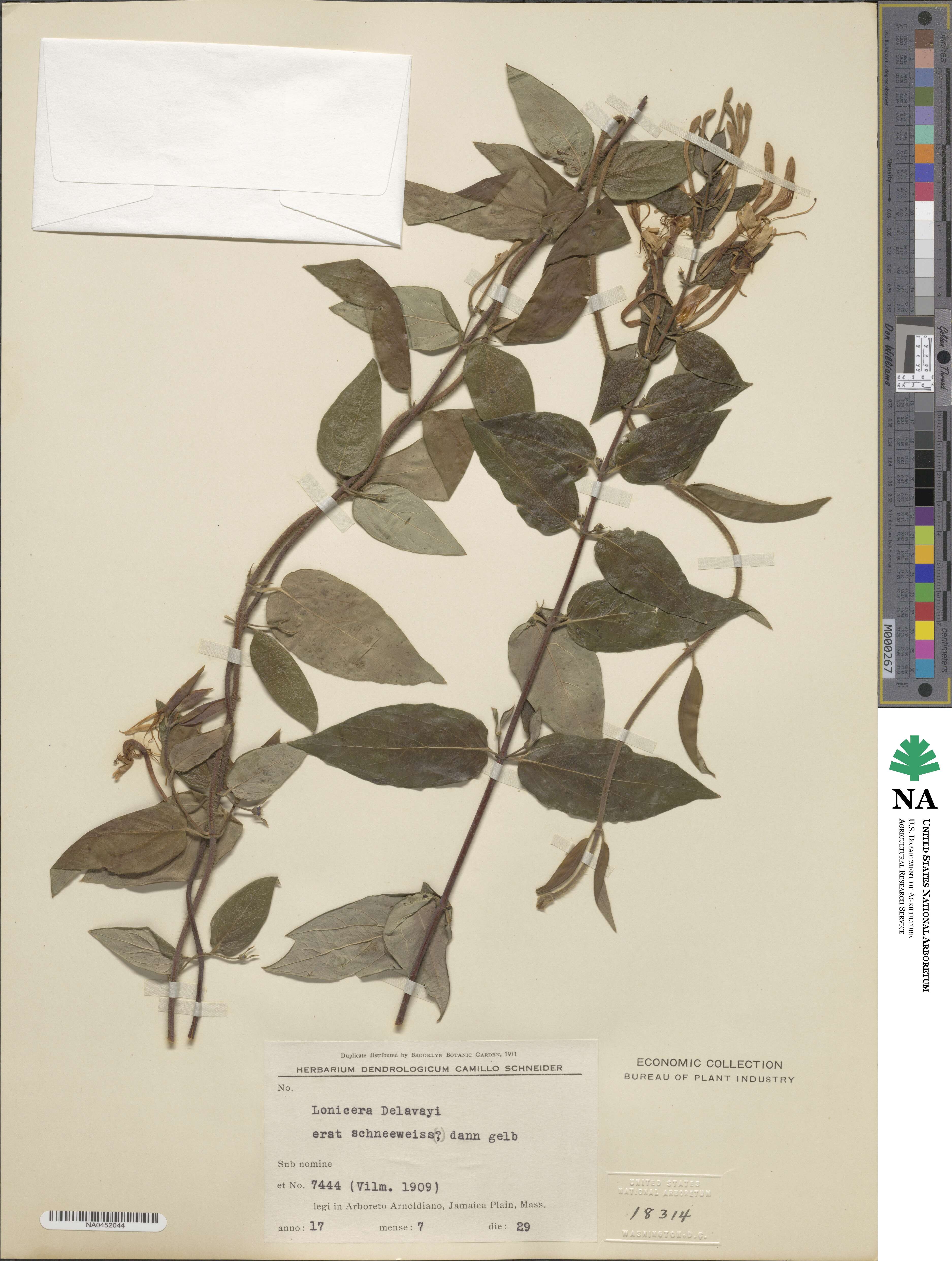 Lonicera similis image