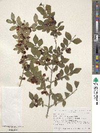 Lonicera demissa image