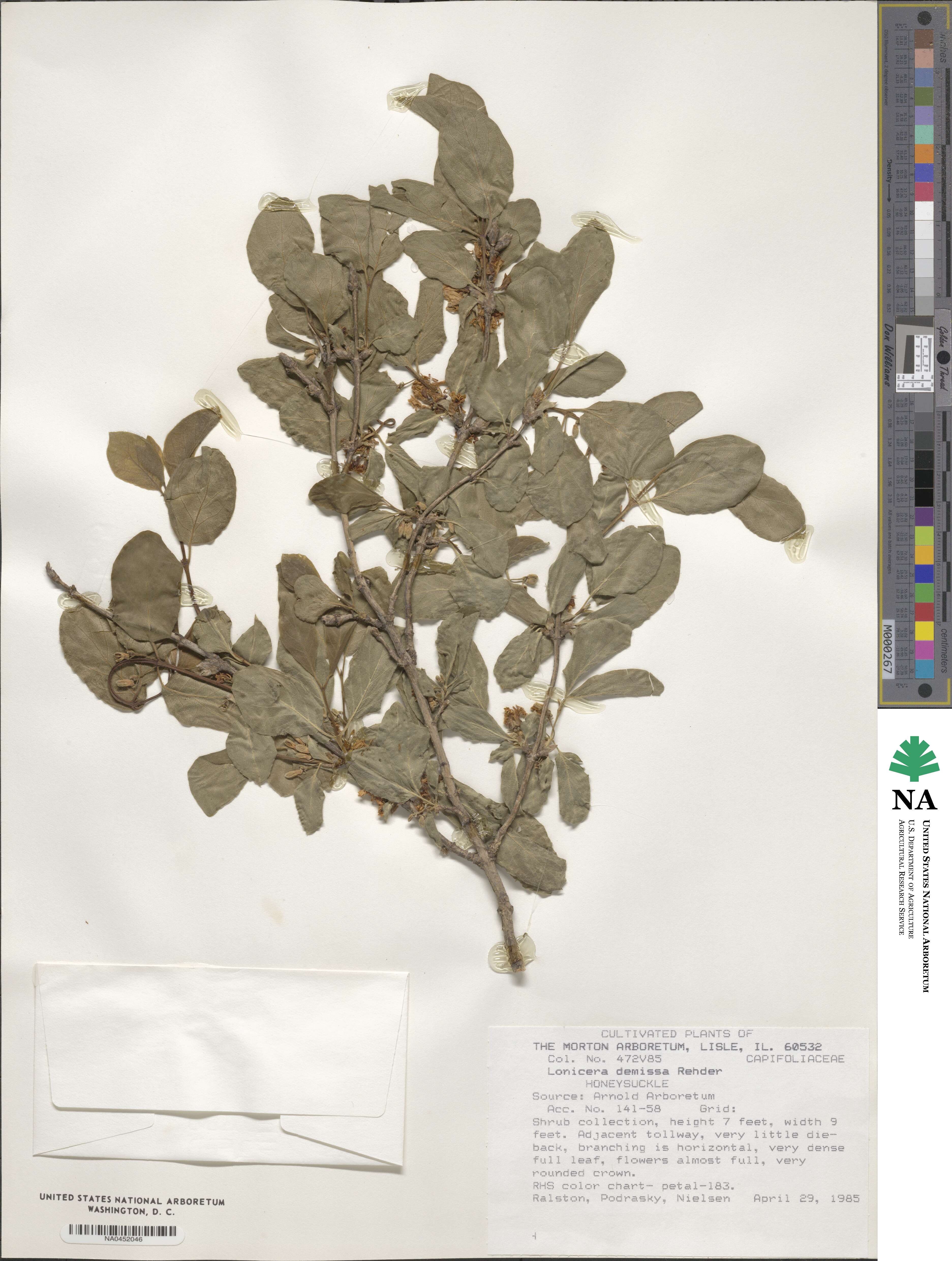 Lonicera demissa image