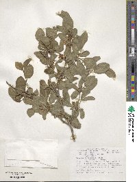 Lonicera demissa image