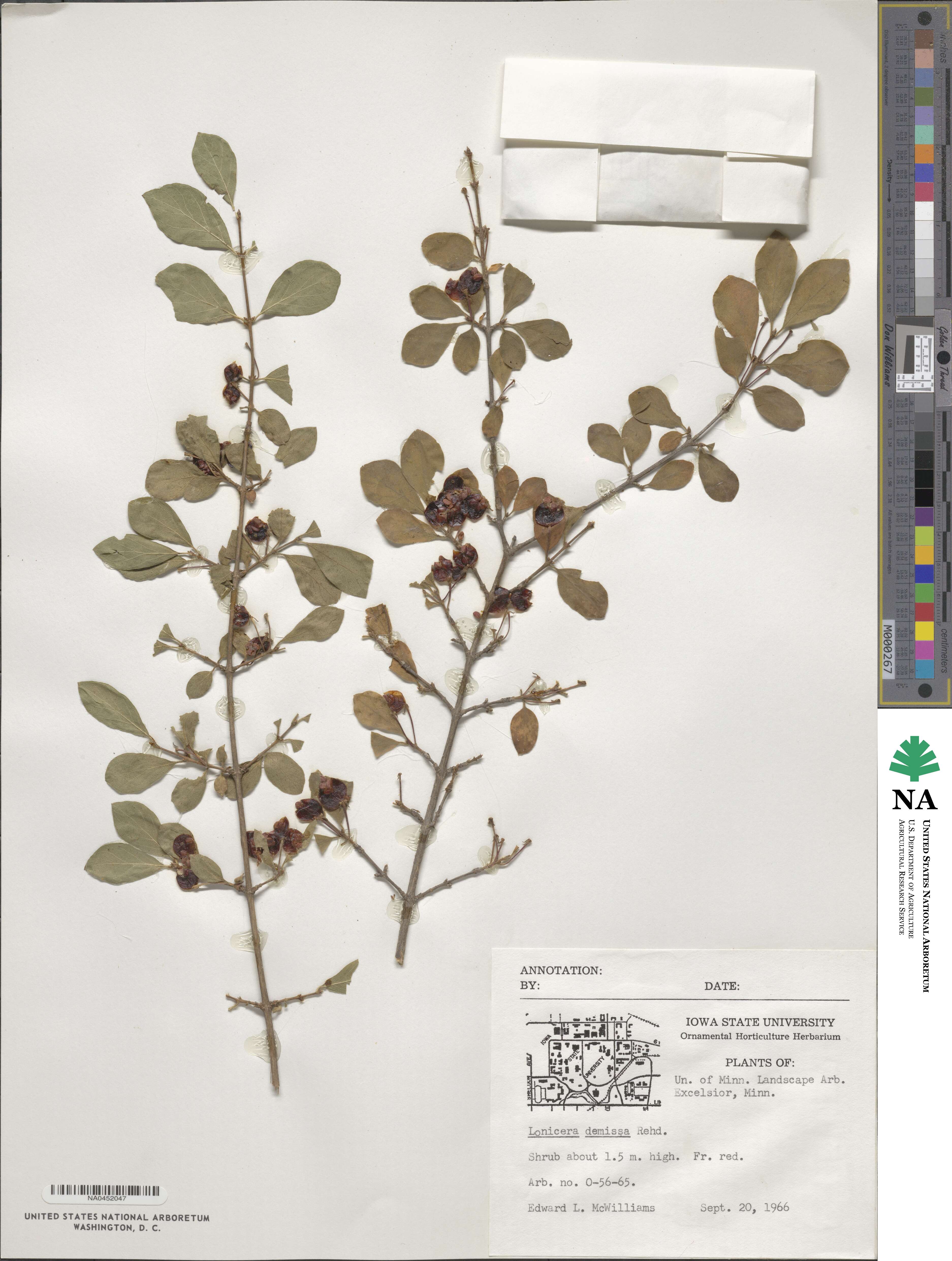 Lonicera demissa image