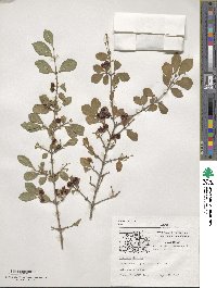 Lonicera demissa image