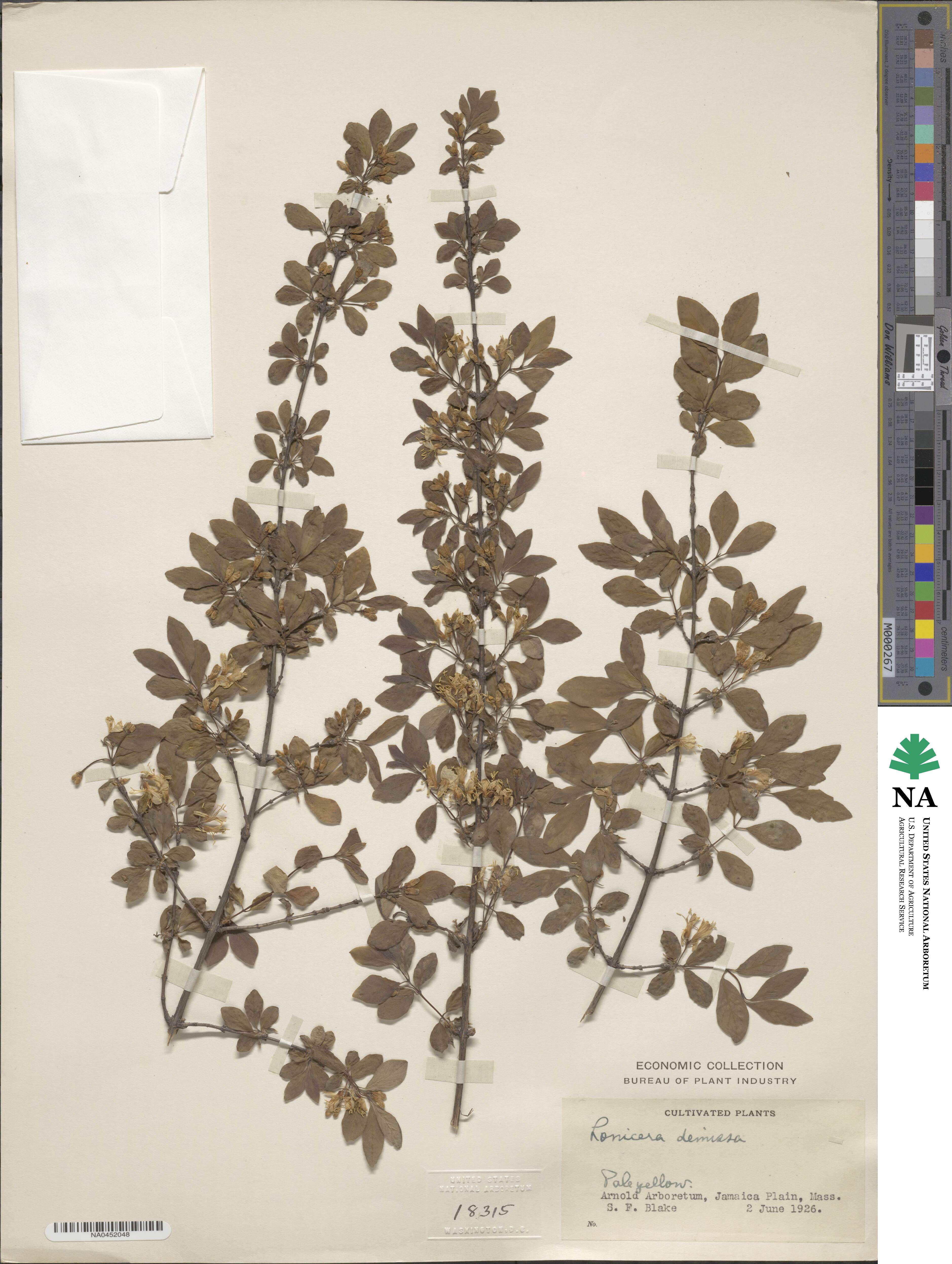 Lonicera demissa image