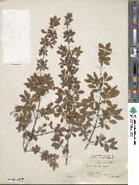 Lonicera demissa image