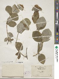 Lonicera dioica image