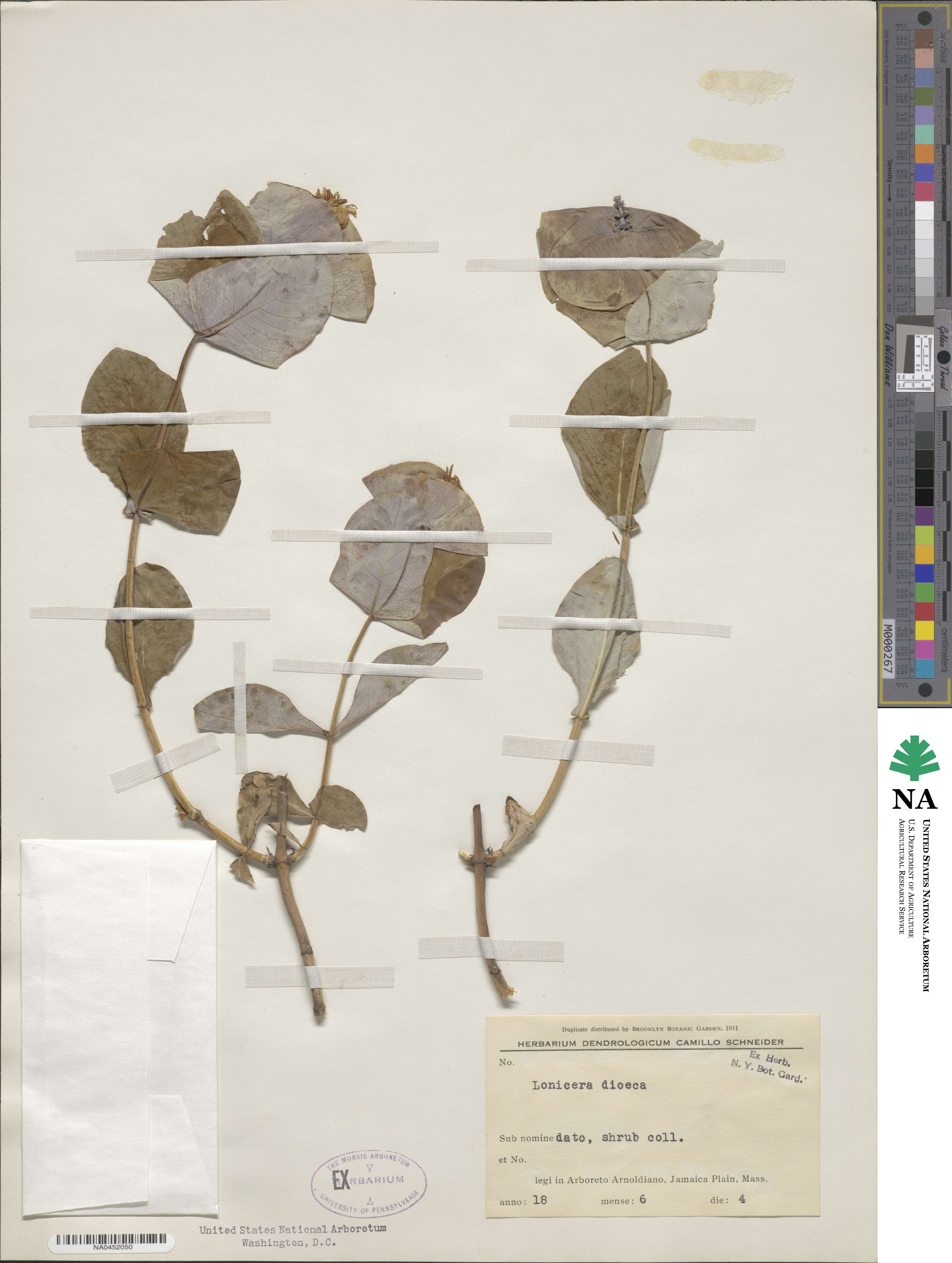 Lonicera dioica image