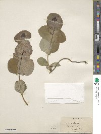 Lonicera dioica image