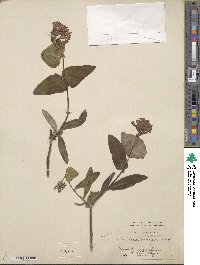 Lonicera dioica image