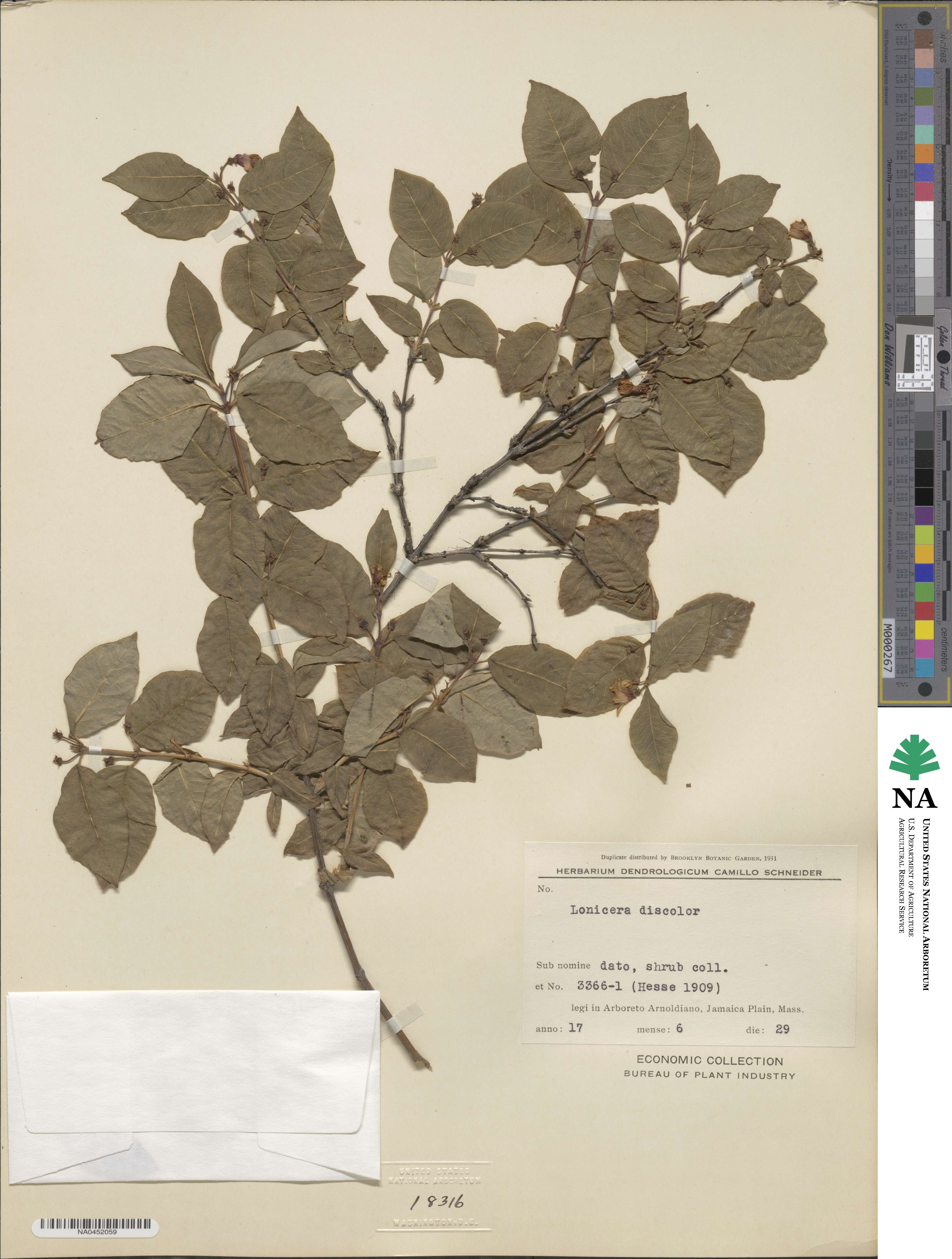 Lonicera caucasica subsp. govaniana image