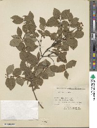 Lonicera caucasica image