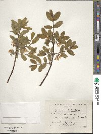 Lonicera caerulea image