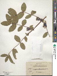 Lonicera caerulea subsp. caerulea image