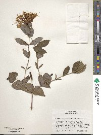 Lonicera etrusca image