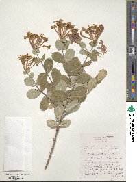 Lonicera etrusca image