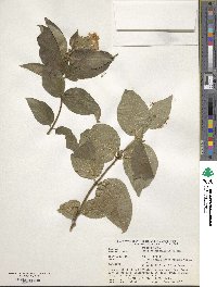 Lonicera ferdinandi image