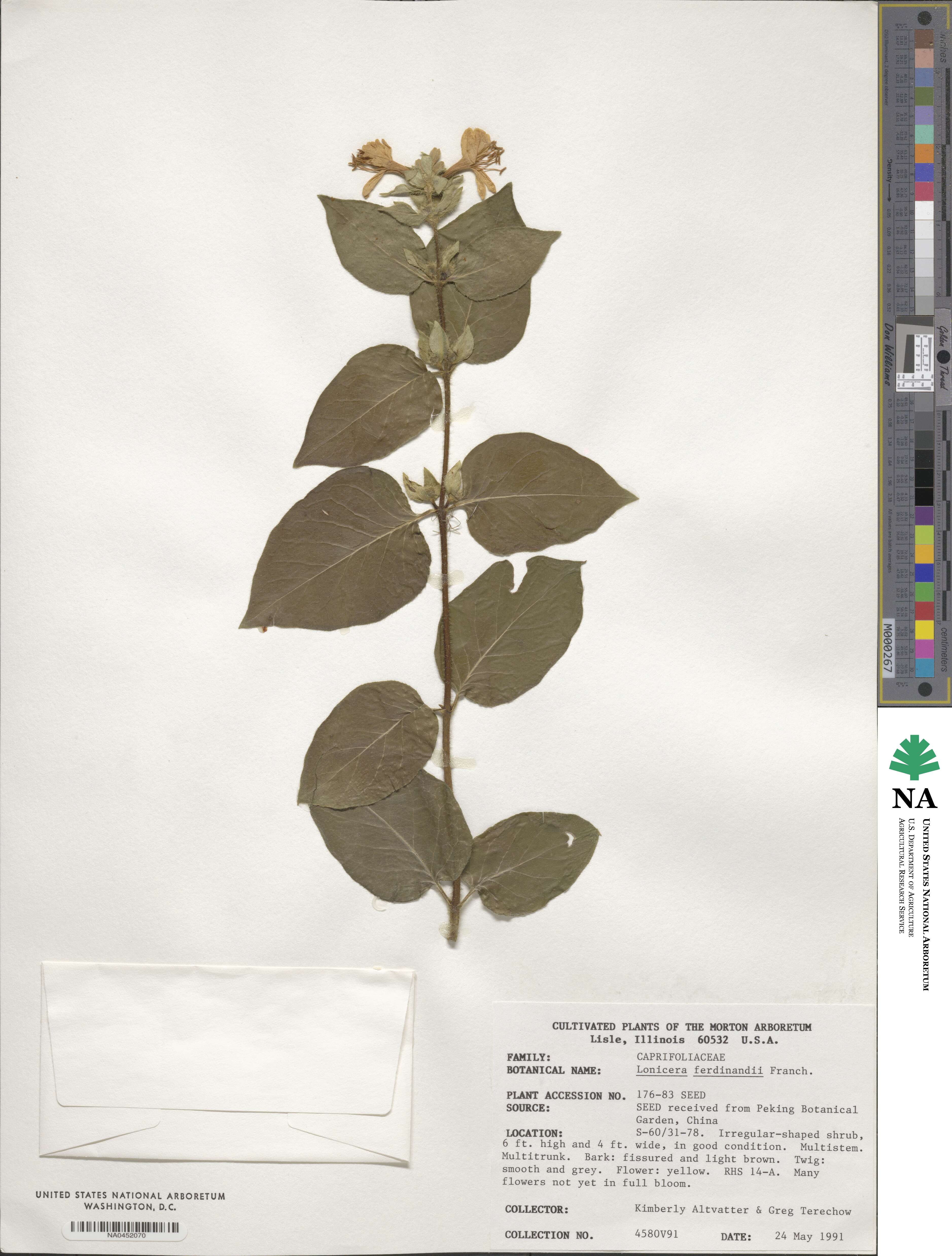 Lonicera ferdinandi image