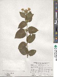 Lonicera ferdinandi image