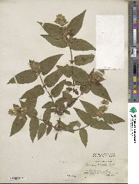 Lonicera ferdinandi image