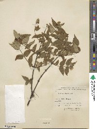 Lonicera ferdinandi image