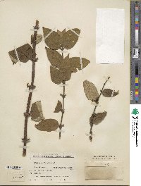 Lonicera ferdinandi image