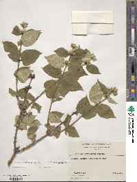 Lonicera ferdinandi image