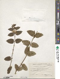 Lonicera ferdinandi image