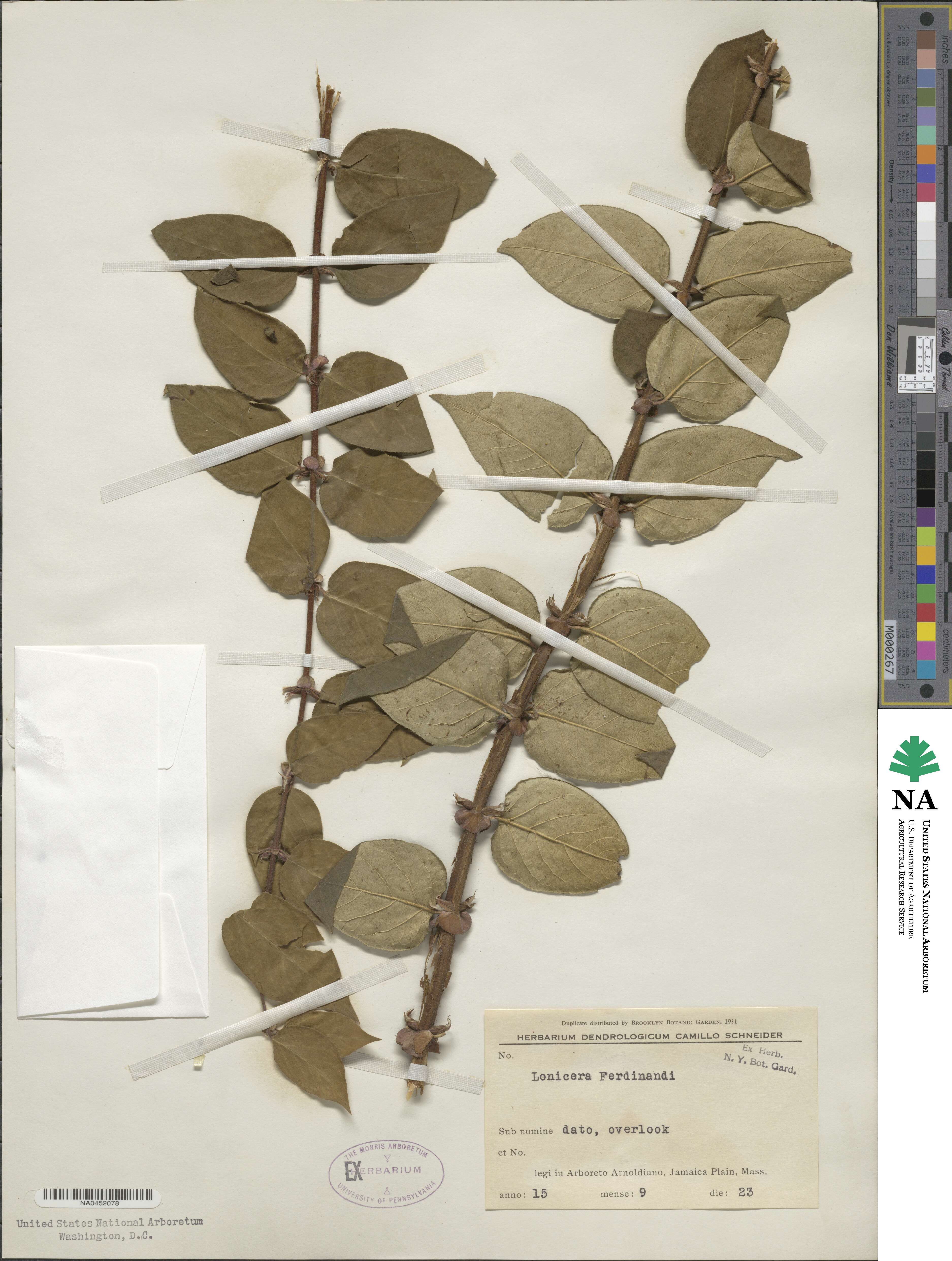 Lonicera ferdinandi image