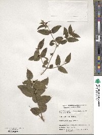 Lonicera ferdinandi image