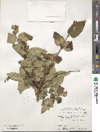 Lonicera ferdinandi image