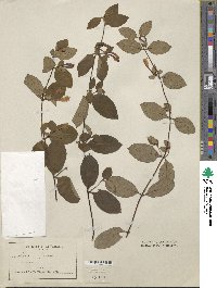 Lonicera japonica image