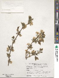 Lonicera fragrantissima image