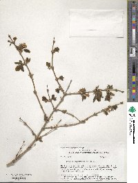 Lonicera fragrantissima image